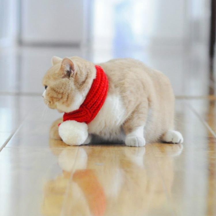 Pet Christmas Wool Scarf - Size Xxs